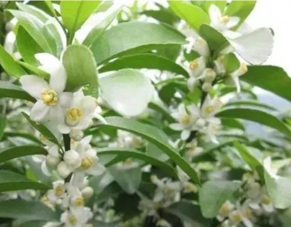 greencare fertilizer greencare fertilizer