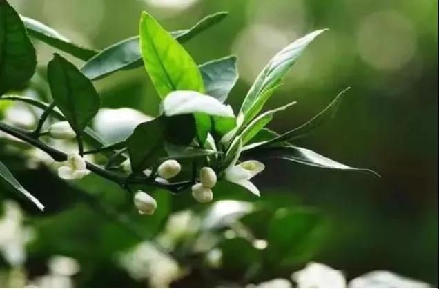 greencare liquid fertilizer greencare liquid fertilizer