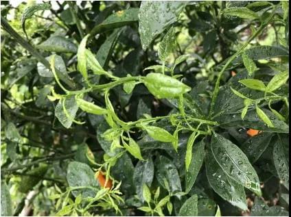 greencare liquid fertilizer greencare liquid fertilizer