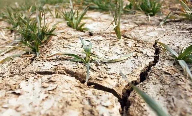 Soil organic Soil organic