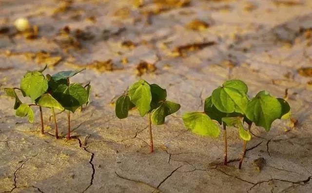 Soil organic Soil organic