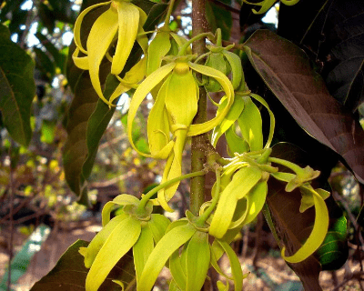 Cananga essential oil doterra Cananga essential oil doterra
