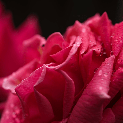 rose essential oil doterra rose essential oil doterra