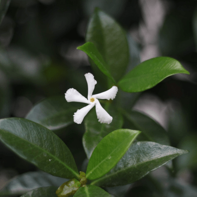Jasmine essential oil doterra Jasmine essential oil doterra