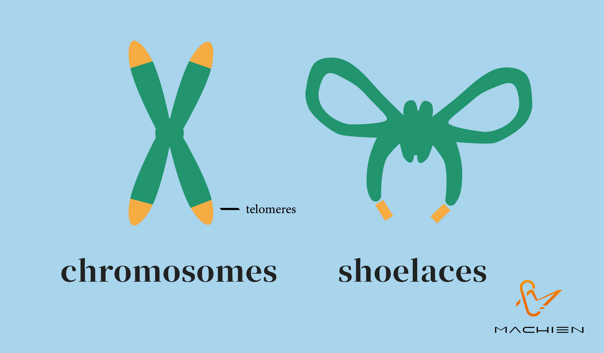 MACHIEN Inc-Chromosomes, Telomeres, and Shoelaces MACHIEN Inc-Chromosomes, Telomeres, and Shoelaces