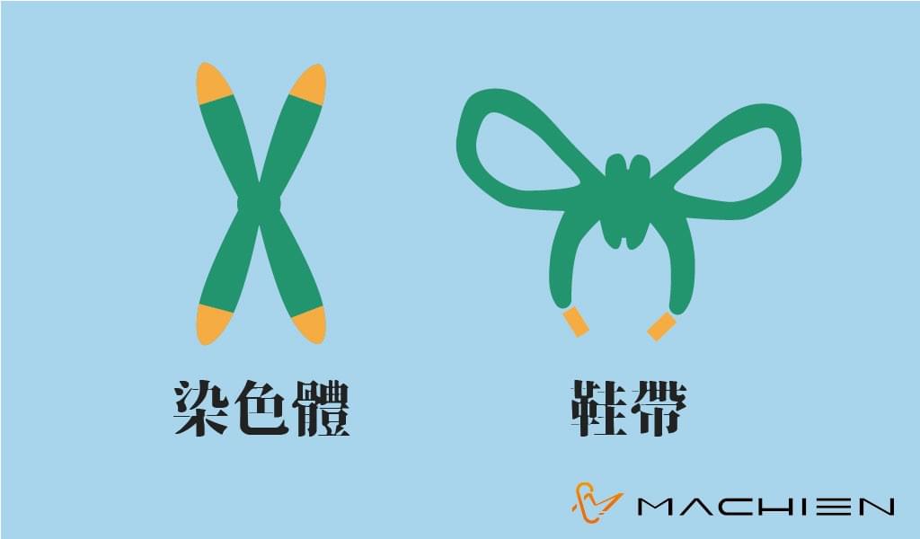 美謙實業 (MACHIEN Inc.)-染色體(chromosomes)和鞋帶(shoelaces) 美謙實業 (MACHIEN Inc.)-染色體(chromosomes)和鞋帶(shoelaces)