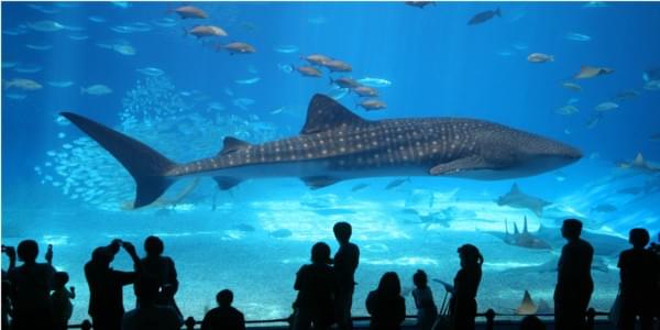 Enjoy the Marine Life in the National Aquarium Enjoy the Marine Life in the National Aquarium