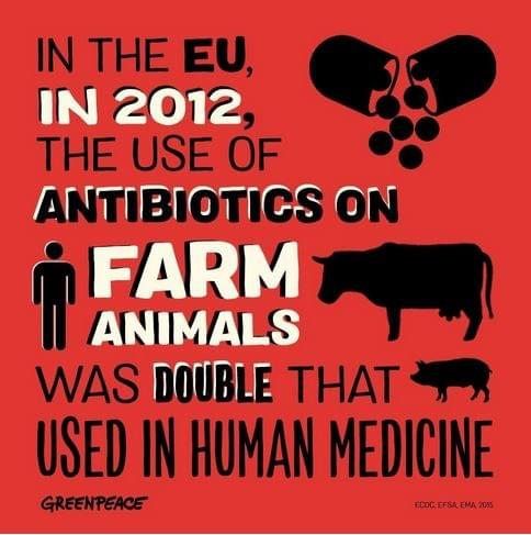 Les antibiotiques sauvent des vies tous les jours. Sauf qu'ils sont utilisés trop systématiquement dans les fermes-usines, ce qui engendre l'apparition de bactéries résistantes à ces antibiotiques. Let's #KeepAntibioticsWorking , soutenons un modèle d'élevage écologique ! Les antibiotiques sauvent des vies tous les jours. Sauf qu'ils sont utilisés trop systématiquement dans les fermes-usines, ce qui engendre l'apparition de bactéries résistantes à ces antibiotiques. Let's #KeepAntibioticsWorking , soutenons un modèle d'élevage écologique !
