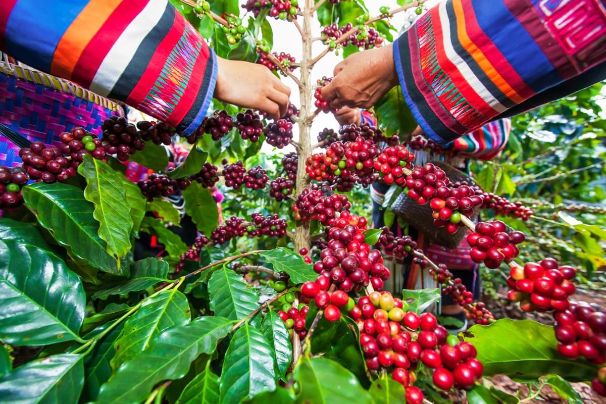 Fairtrade coffee farming Fairtrade coffee farming