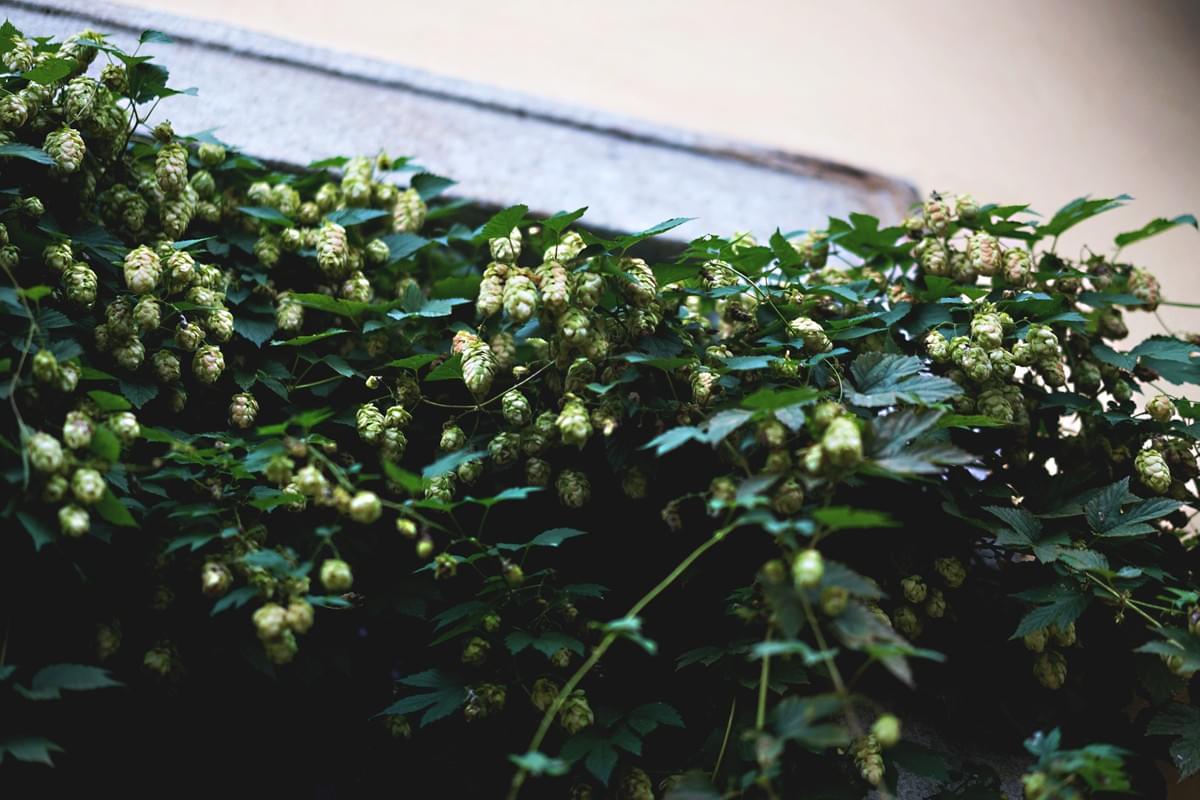 Saaz Hops - Matthew Curtis Saaz Hops - Matthew Curtis