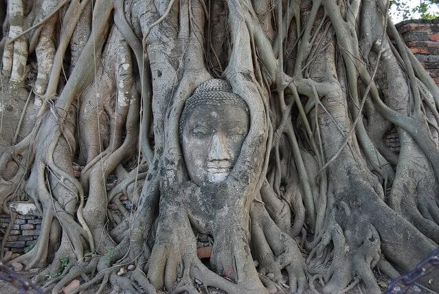 Photo of a Buddha staute envolped by tree roots- "Changing the Root of Positive vs. Negative Decision Making-" blog post from The Purple Dog Vegan Photo of a Buddha staute envolped by tree roots- "Changing the Root of Positive vs. Negative Decision Making-" blog post from The Purple Dog Vegan