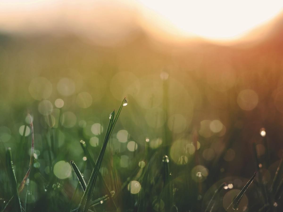 A photo of a field at sunrise with visible dew on the blades of grass as featured in The Purple Dog Blog post "* Simple Rules for Better Mornings" by The Purple Dog Vegan A photo of a field at sunrise with visible dew on the blades of grass as featured in The Purple Dog Blog post "* Simple Rules for Better Mornings" by The Purple Dog Vegan