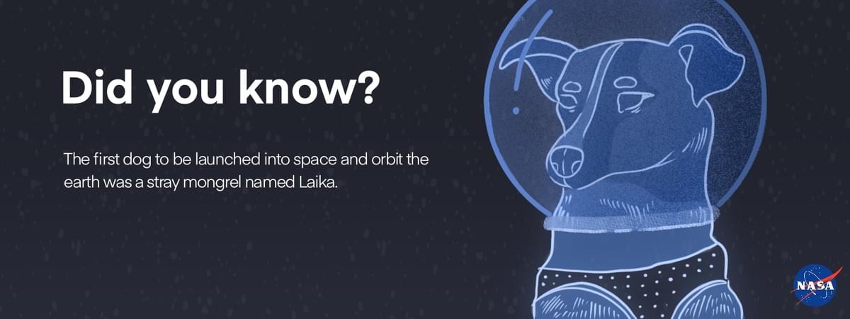 Laika, a stray mongrel, was the first dog launched into space. Laika, a stray mongrel, was the first dog launched into space.