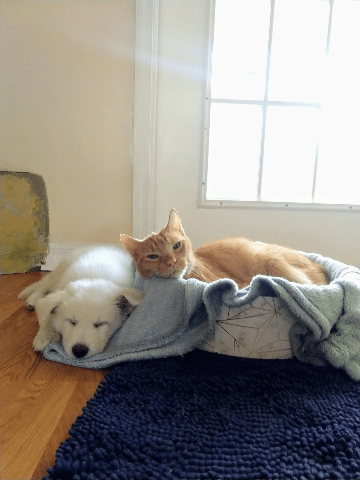 pet dog and cat pet dog and cat