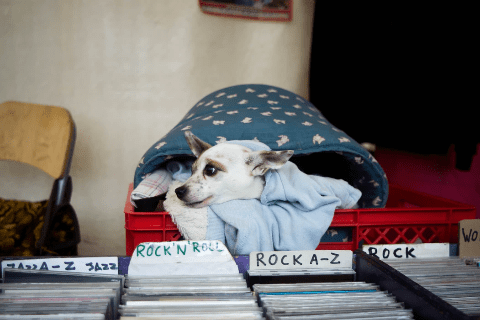 Rock and roll dog Rock and roll dog