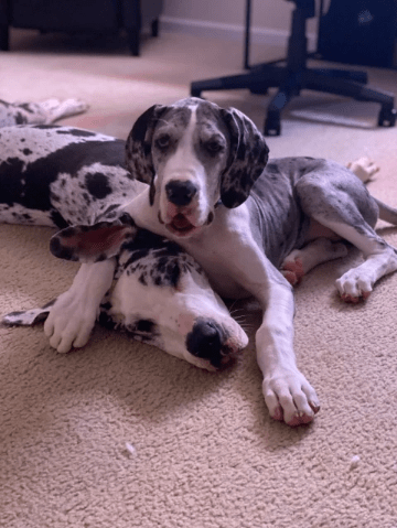 Marley and Daisy Marley and Daisy