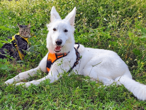White dog laying on grass White dog laying on grass