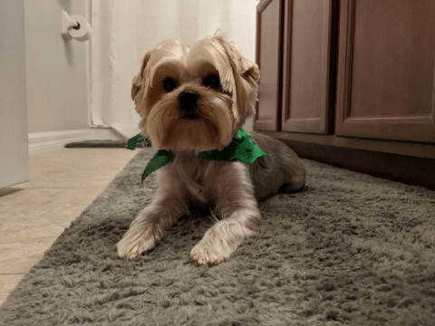 Local Tampa yorkie dog, Linkoln, Pet of the week Local Tampa yorkie dog, Linkoln, Pet of the week