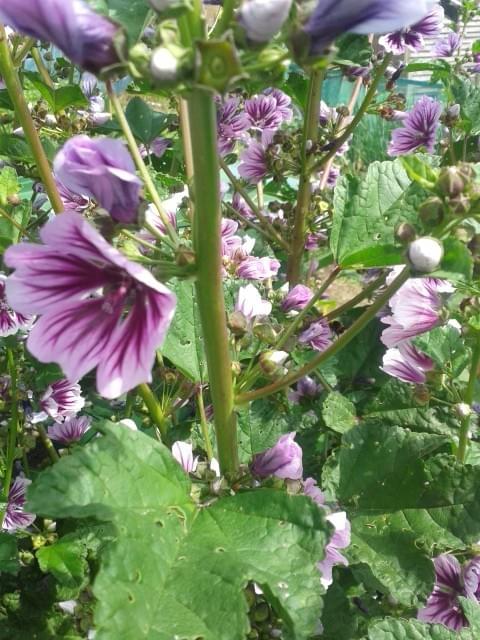 Flowers and leaves of common mallow Flowers and leaves of common mallow