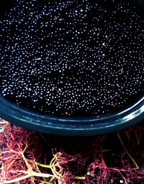 Elderberry Cordial Elderberry Cordial