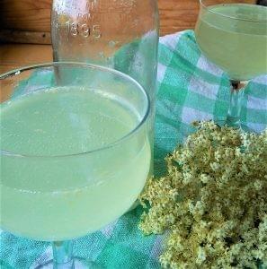 Water Kefir Water Kefir