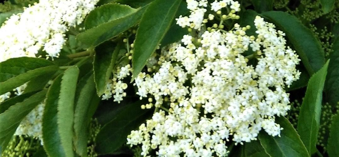 Elderflower cordial Elderflower cordial