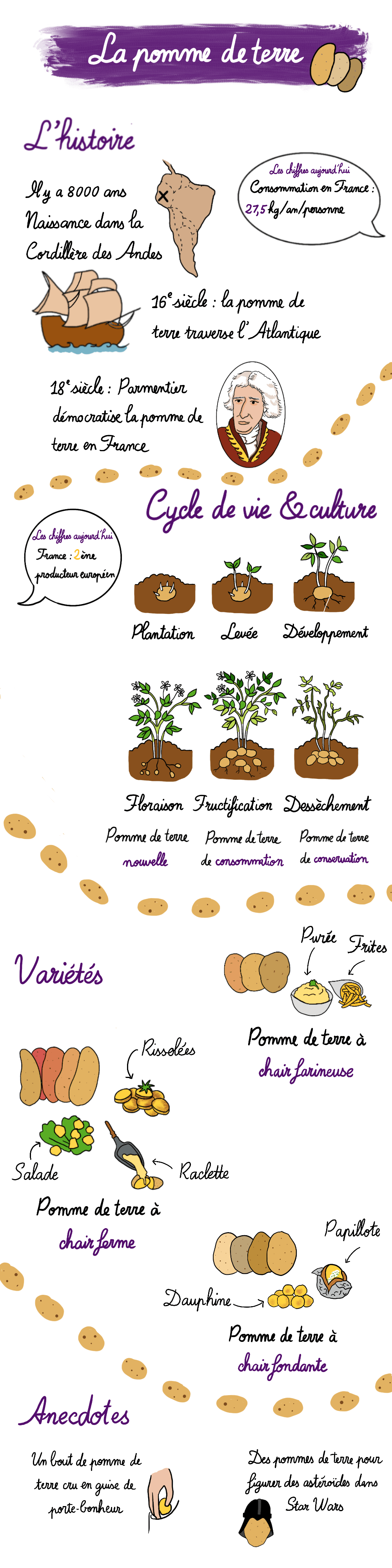 infographie pomme de terre infographie pomme de terre