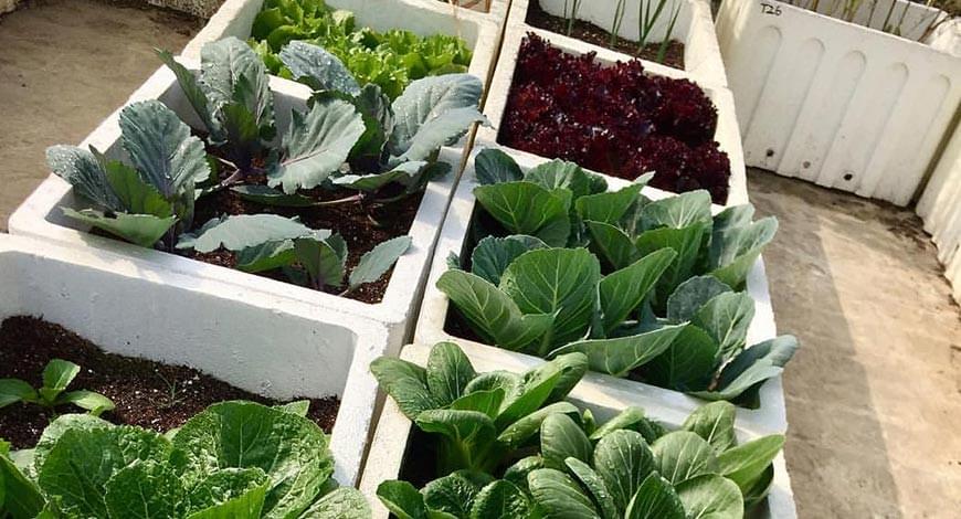 Organic Gardening- An Over View, A Unique Business Opportunity 4 Organic Gardening- An Over View, A Unique Business Opportunity 4