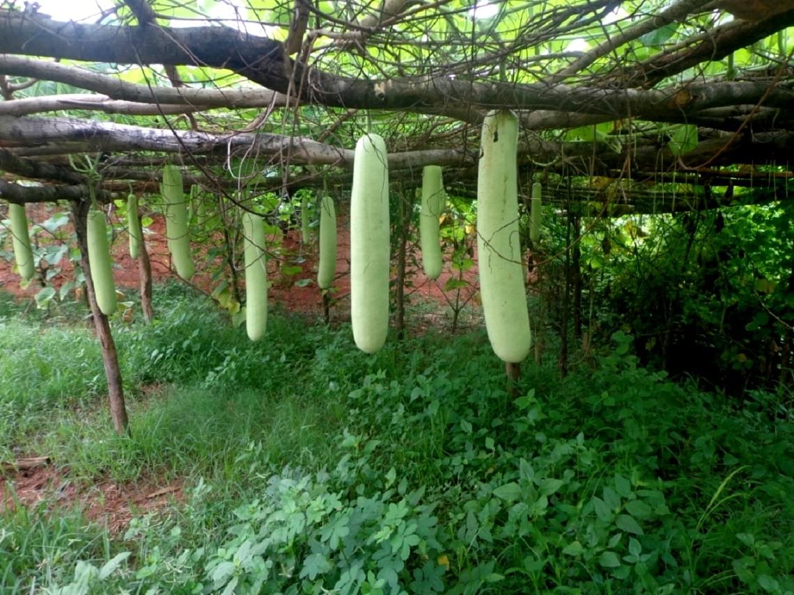 Organic Gardening- An Over View, A Unique Business Opportunity 5 Organic Gardening- An Over View, A Unique Business Opportunity 5