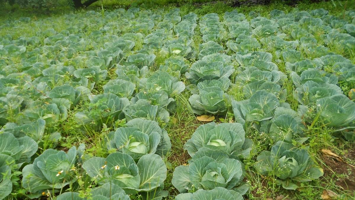 Organic Gardening- An Over View, A Unique Business Opportunity 3 Organic Gardening- An Over View, A Unique Business Opportunity 3