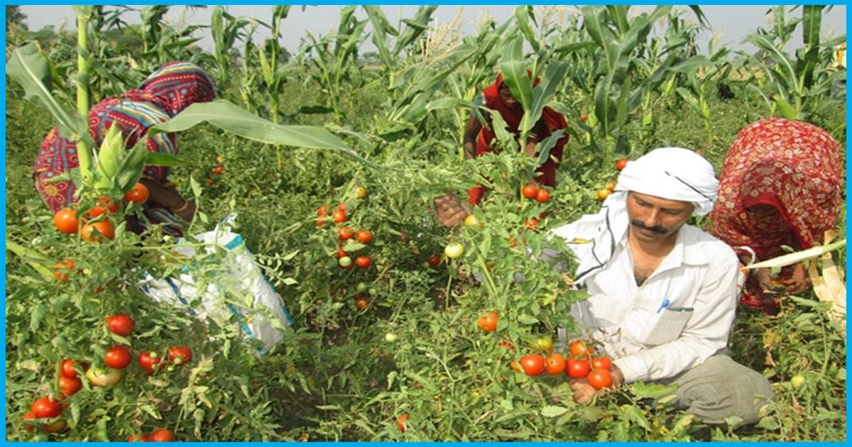 Organic Gardening- An Over View, A Unique Business Opportunity 9 Organic Gardening- An Over View, A Unique Business Opportunity 9