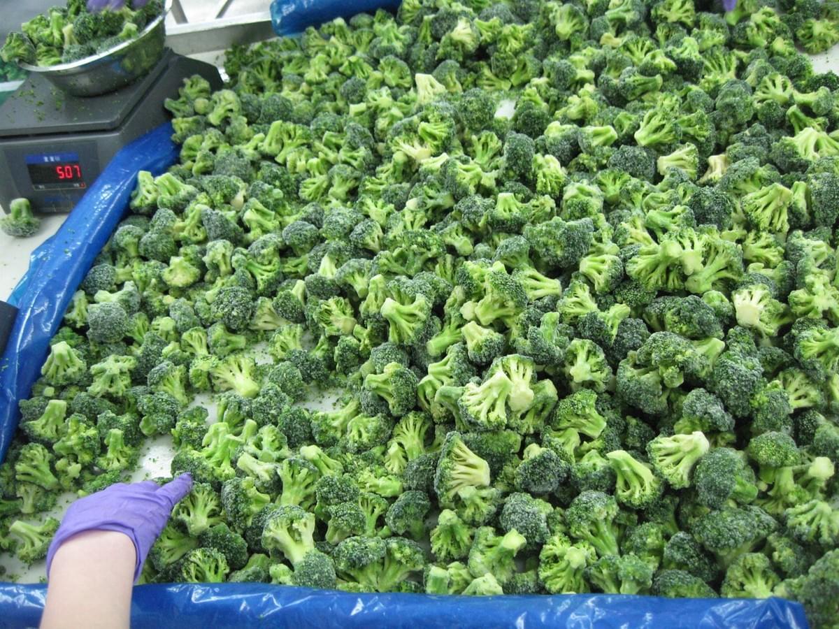IQF Broccoli Florets IQF Broccoli Florets