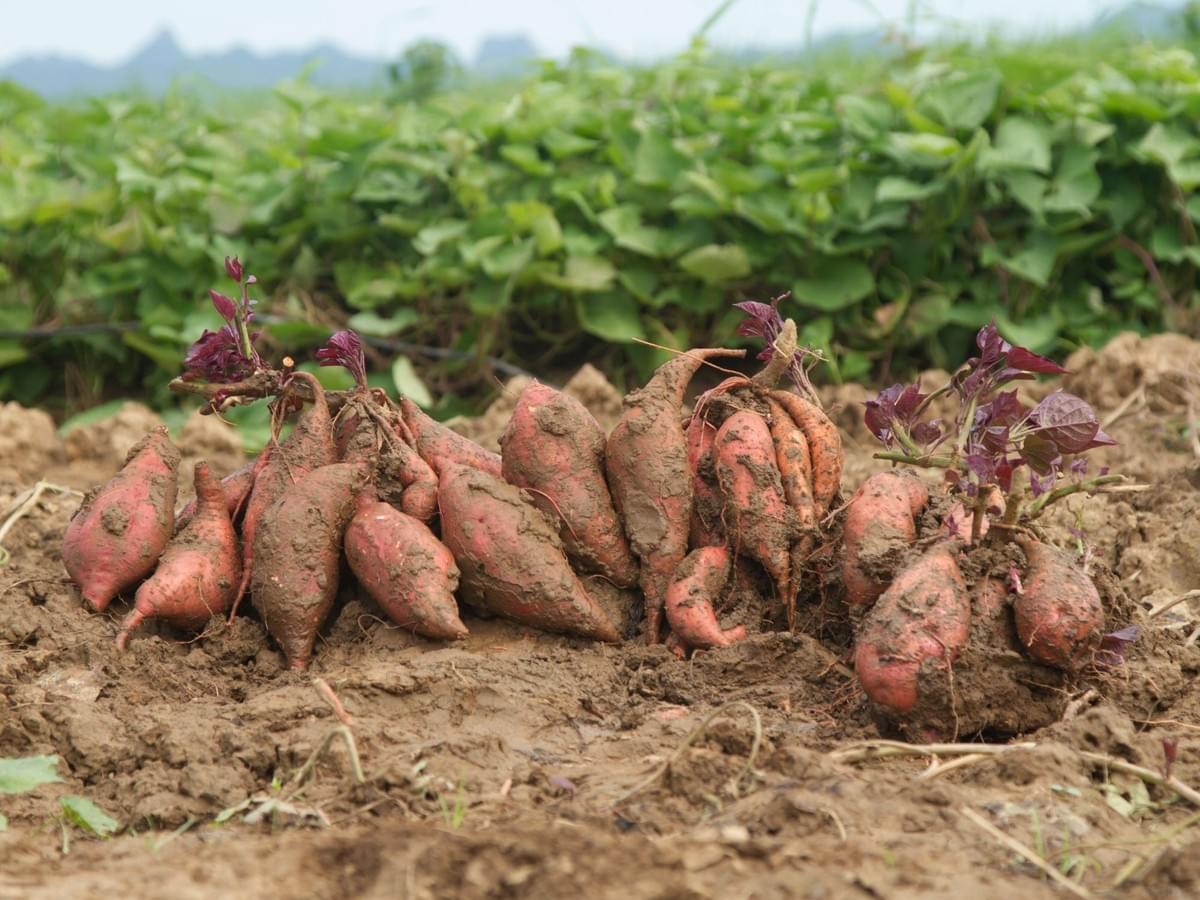 IQF SWEET POTATOES IQF SWEET POTATOES