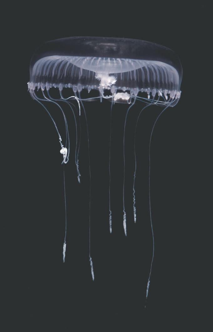“A Drop In The Ocean” from Conservation International, shrinks the participant down to the size of a microbe. They then ride atop a jellyfish. Only in VR.Conservation International “A Drop In The Ocean” from Conservation International, shrinks the participant down to the size of a microbe. They then ride atop a jellyfish. Only in VR.Conservation International
