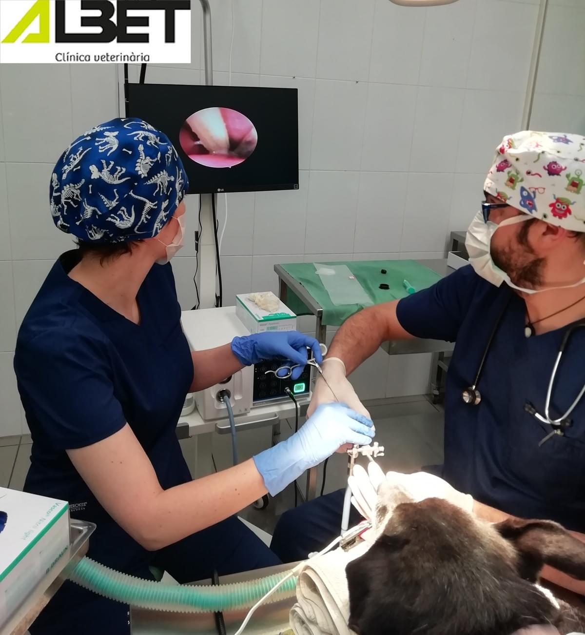 Endoscopio en Clinica veterinaria Albet, Vic Endoscopio en Clinica veterinaria Albet, Vic