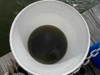 What's this?! It's the bucket we used to wash the "dirt" off our oysters. The "dirt" is sediment, one of the major pollutants of the waterways and Bay! What's this?! It's the bucket we used to wash the "dirt" off our oysters. The "dirt" is sediment, one of the major pollutants of the waterways and Bay!