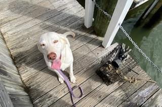Our Girl "Pearl" with all paws on deck to assist! Our Girl "Pearl" with all paws on deck to assist!