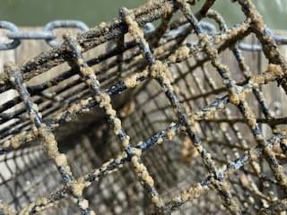 Baby barnacles are encrusting the cage! Sorry little guys, you have to find another home! Baby barnacles are encrusting the cage! Sorry little guys, you have to find another home!