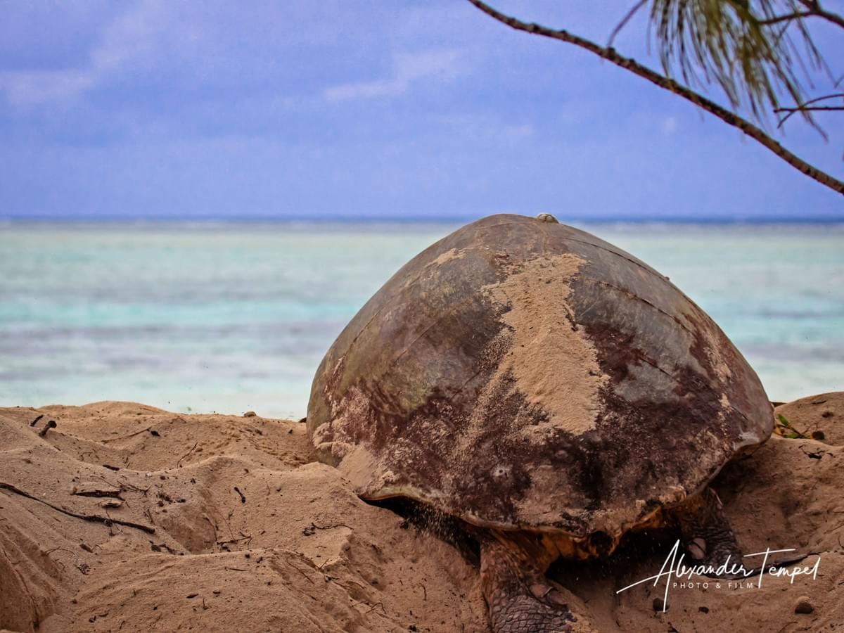Reisefotograf Australien, Landschaftsfotograf, Fotoreportage, Heron Island Reisefotograf Australien, Landschaftsfotograf, Fotoreportage, Heron Island