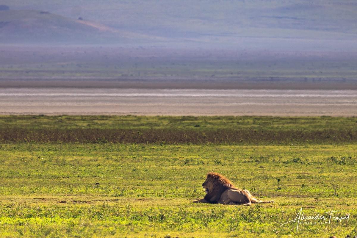 Löwe im Ngorongoro Krater in Tansania Löwe im Ngorongoro Krater in Tansania
