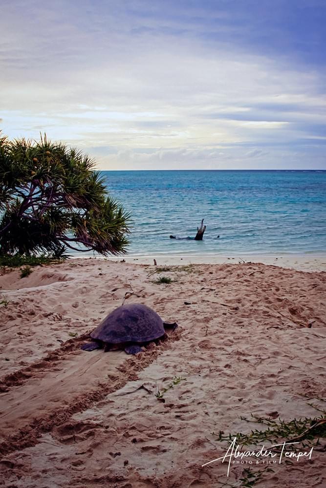 Reisefotograf Australien, Landschaftsfotograf, Fotoreportage, Heron Island Reisefotograf Australien, Landschaftsfotograf, Fotoreportage, Heron Island