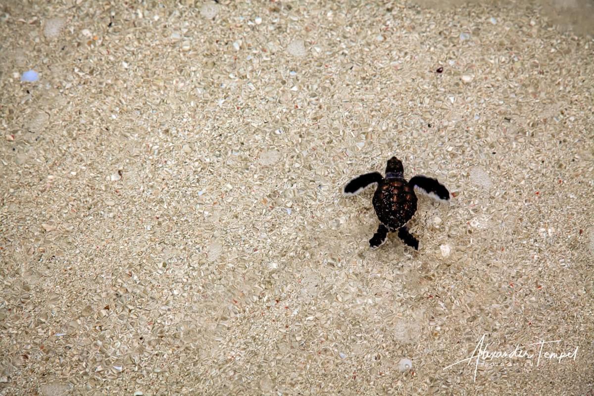 Reisefotograf Australien, Landschaftsfotograf, Fotoreportage, Heron Island Reisefotograf Australien, Landschaftsfotograf, Fotoreportage, Heron Island