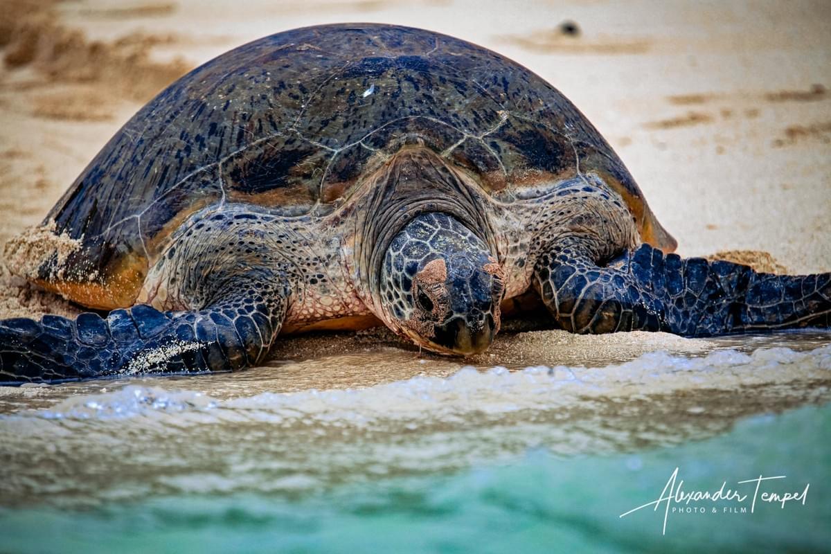 Reisefotograf Australien, Landschaftsfotograf, Fotoreportage, Heron Island Reisefotograf Australien, Landschaftsfotograf, Fotoreportage, Heron Island