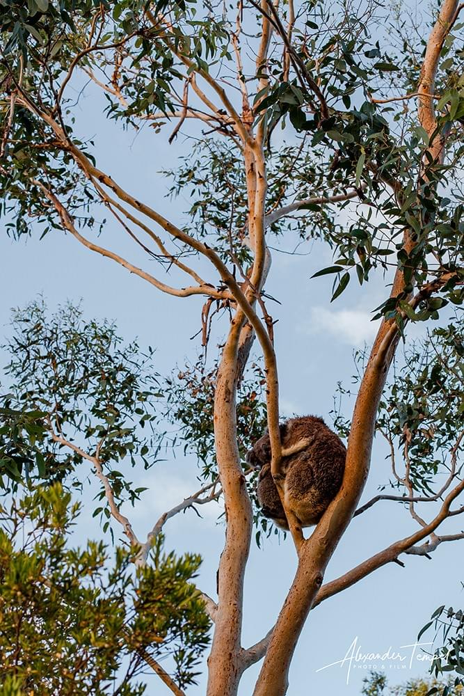 Koala in Australien Koala in Australien