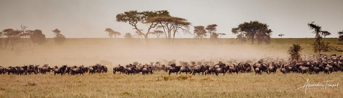 Eine riesige Herde Gnus im Serengeti National Park in Tansania Eine riesige Herde Gnus im Serengeti National Park in Tansania