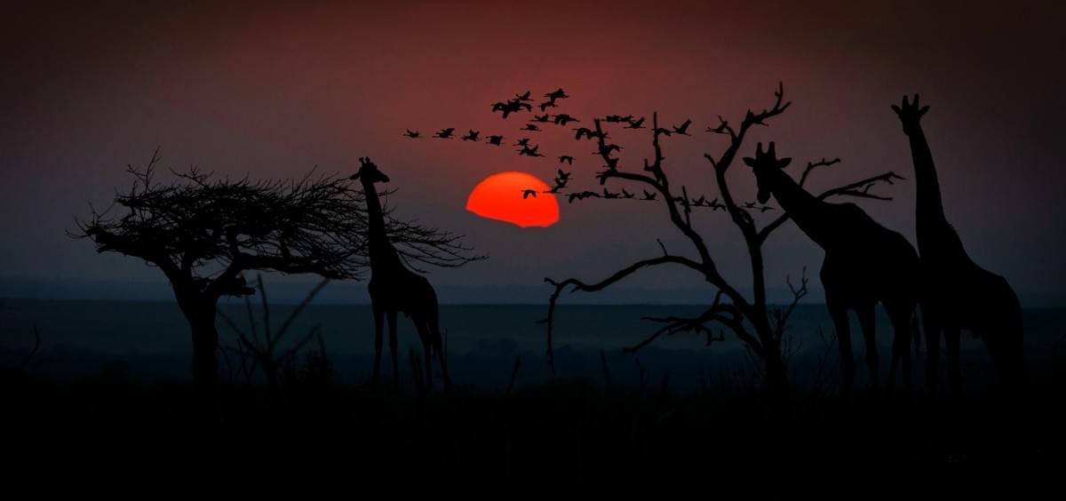 Image of giraffes in Africa silhouetted against a red sunset (Courtesy of Dreamstime) Image of giraffes in Africa silhouetted against a red sunset (Courtesy of Dreamstime)
