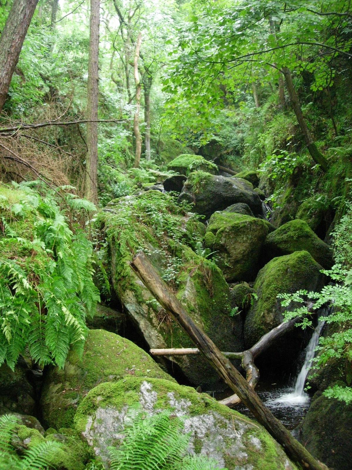 Image of a waterfall tumbling down through a Welsh Fairy Glen. Image of a waterfall tumbling down through a Welsh Fairy Glen.