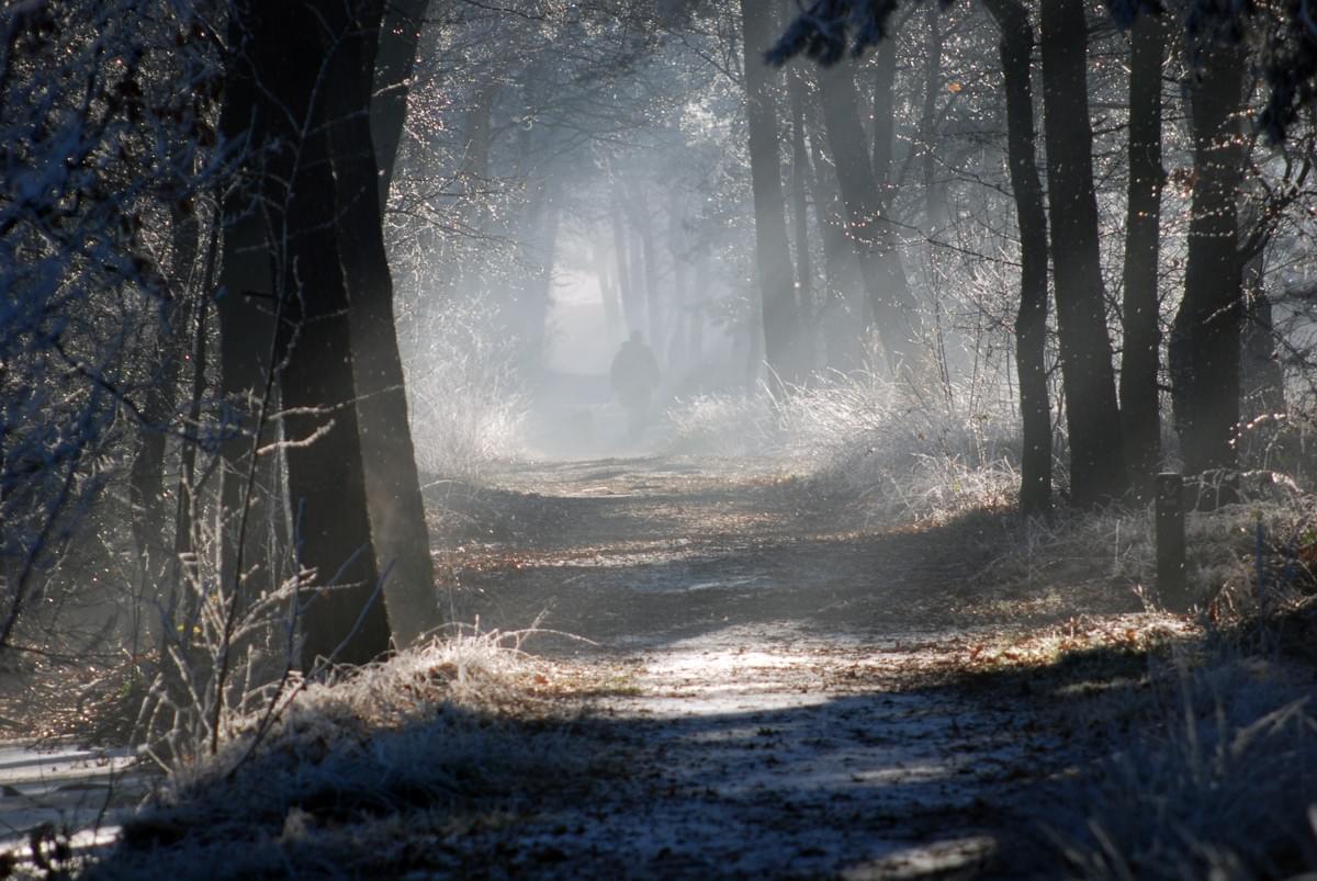 Image of a misty wood, with a shadowy figure walking along a path into the mysterious distance. Image of a misty wood, with a shadowy figure walking along a path into the mysterious distance.
