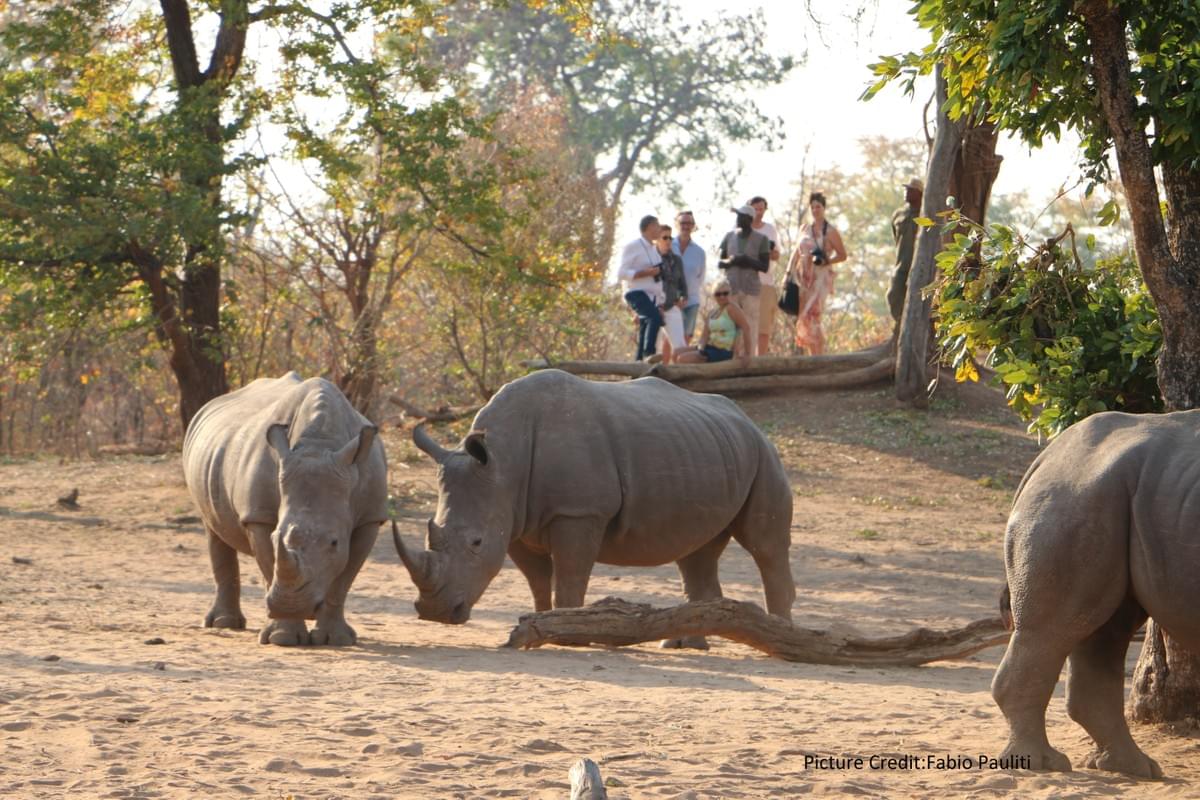 Three white rhinos in the Mosi-oa-Tunya National Park - Rhino Walk Safari Three white rhinos in the Mosi-oa-Tunya National Park - Rhino Walk Safari