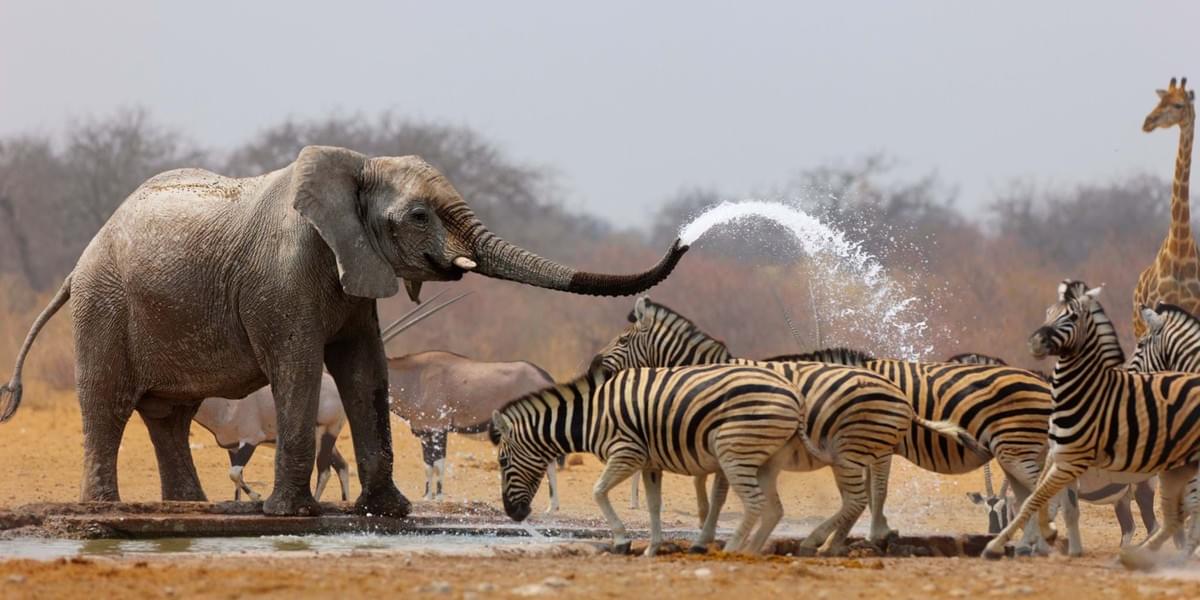 Tanzania Safari Tours Tanzania Safari Tours